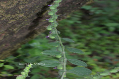 Pogostemon paniculatus